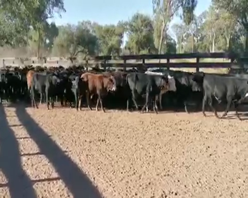 Lote 100 Terneros/as en Juan José Castelli, Chaco