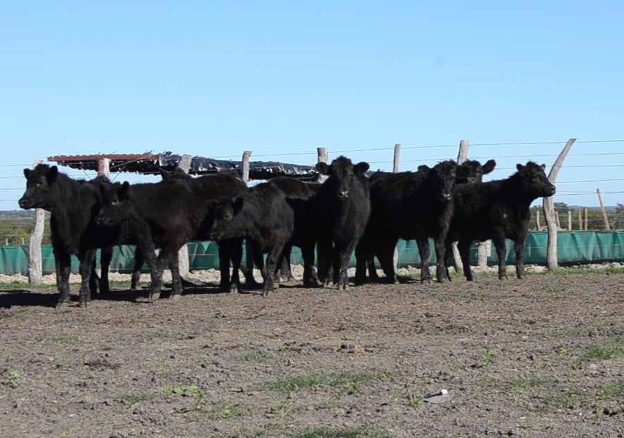 Lote SERVIS SA: 10 vaquillas generales p/servicio