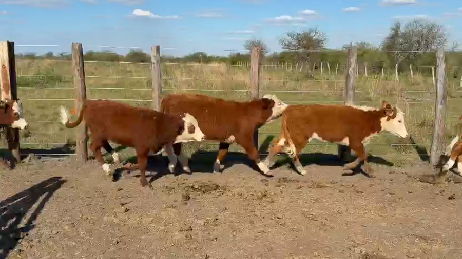 Lote 31 Terneros/as