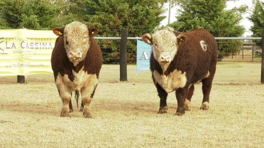 Lote TOROS P. HEREFORD PURO REGISTADRO