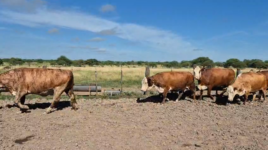 Lote 33 Vacas p/ invernar en Corrientes, Curuzu Cuatia