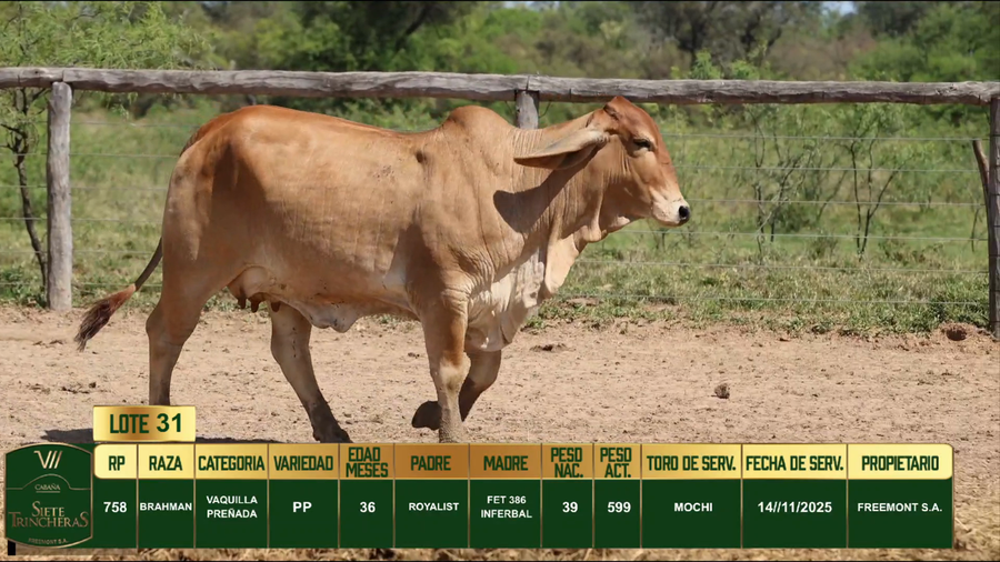 Lote LOTE 31