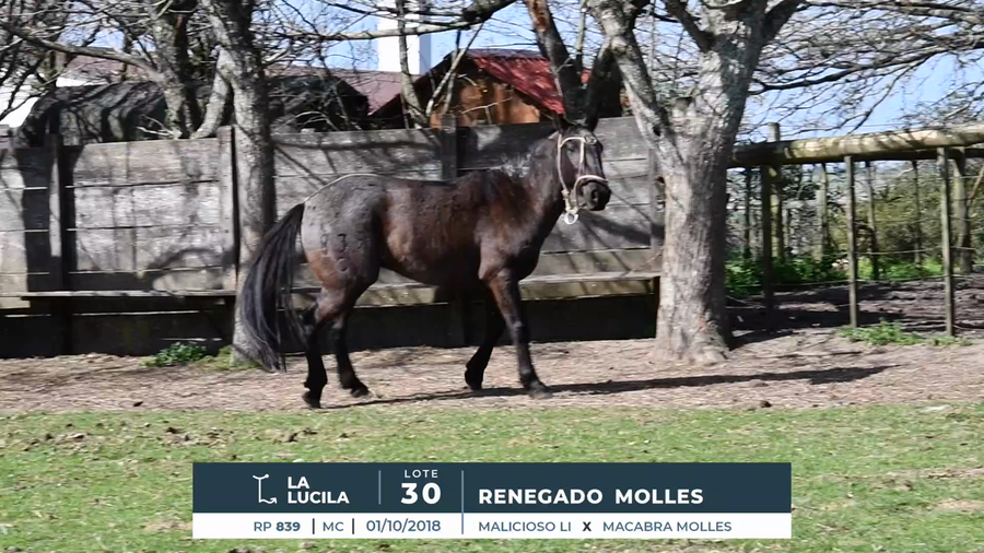 Lote RENEGADO MOLLES
