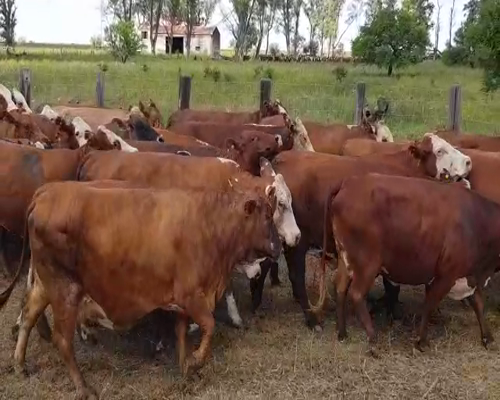 Lote 30 Vacas en San Justo, Santa Fe