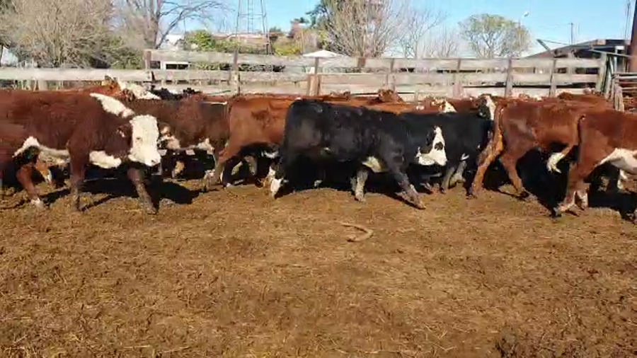 Lote 50 Terneros y 50 terneras Braford y cruzas británicas en Nelson, Santa Fe