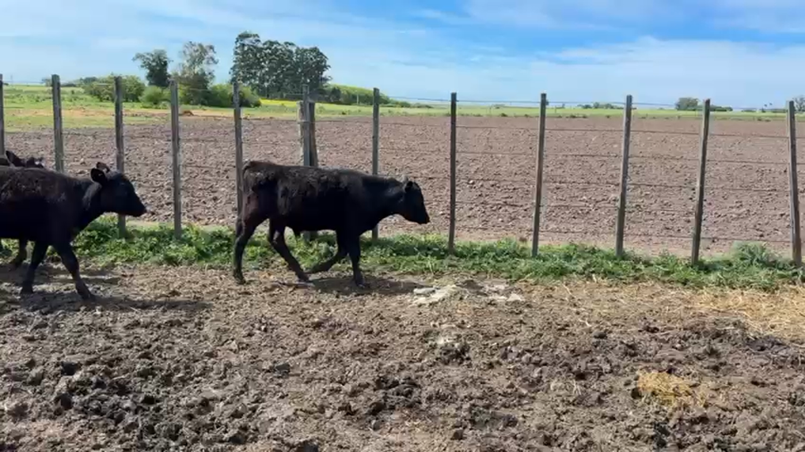 Lote TERNEROS Y TERNERAS