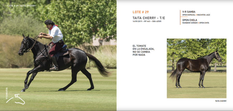 Lote TAITA CHERRY - T/E (V-R SAMBA - OPEN CHELA)