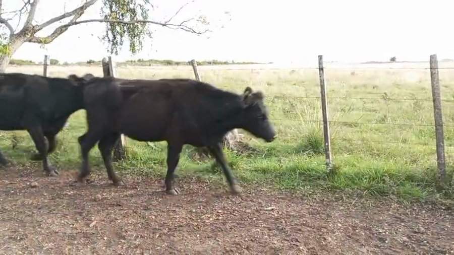 Lote VAQUILLONAS PREÑADAS