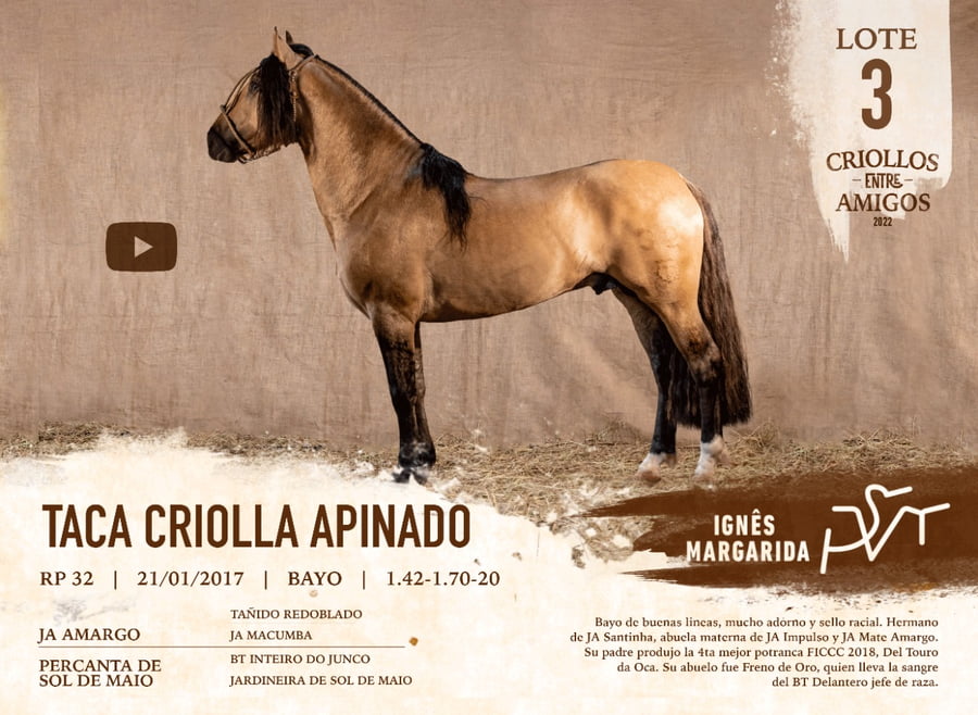 Lote TACA CRIOLLA APINADO RP 32