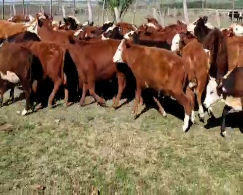 Lote 61 Terneros/as en Villaguay, Entre Ríos