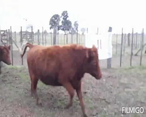 Lote 24 vaquillonas preñadas- Abbott Pcia Bs As