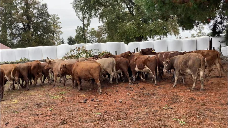 Lote 25 Novillo Engorda en X Región Los Lagos, Frutillar