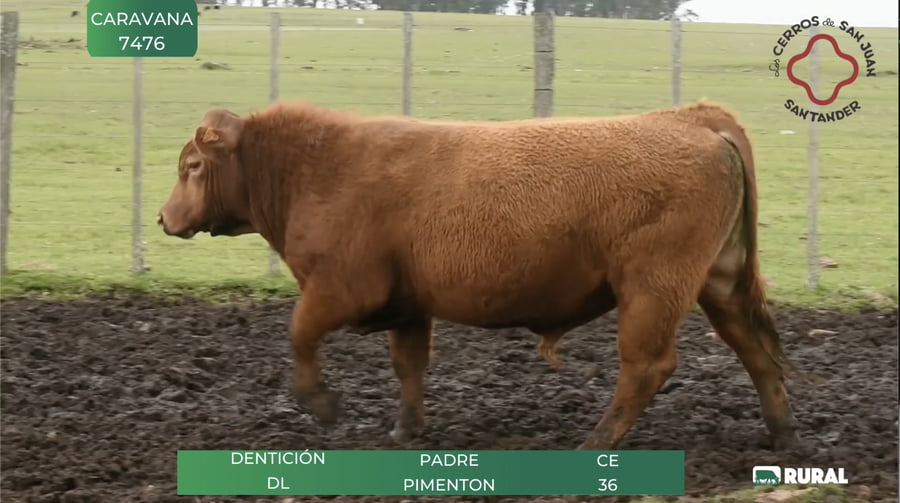 Lote TOROS RED ANGUS SA 2 AÑOS