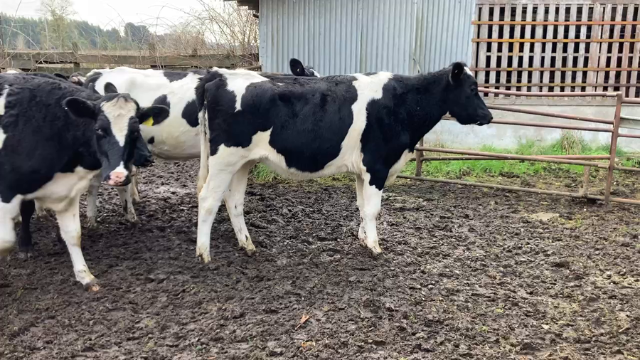 Lote 17 Vaquilla Engorda en Purranque, X Región Los Lagos