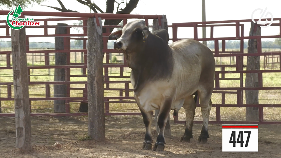 Lote Brahman