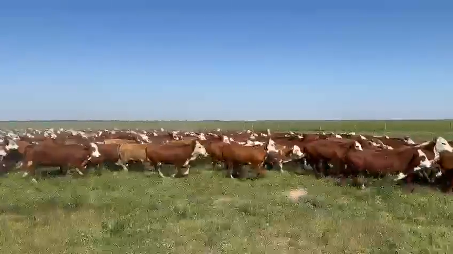 Lote 550 Novillitos