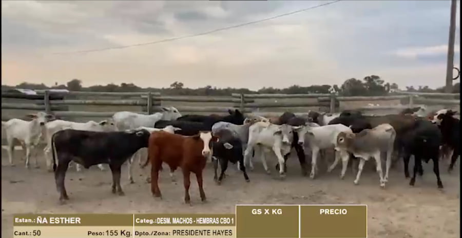 Lote 22º Entre Martillos - Lote 27