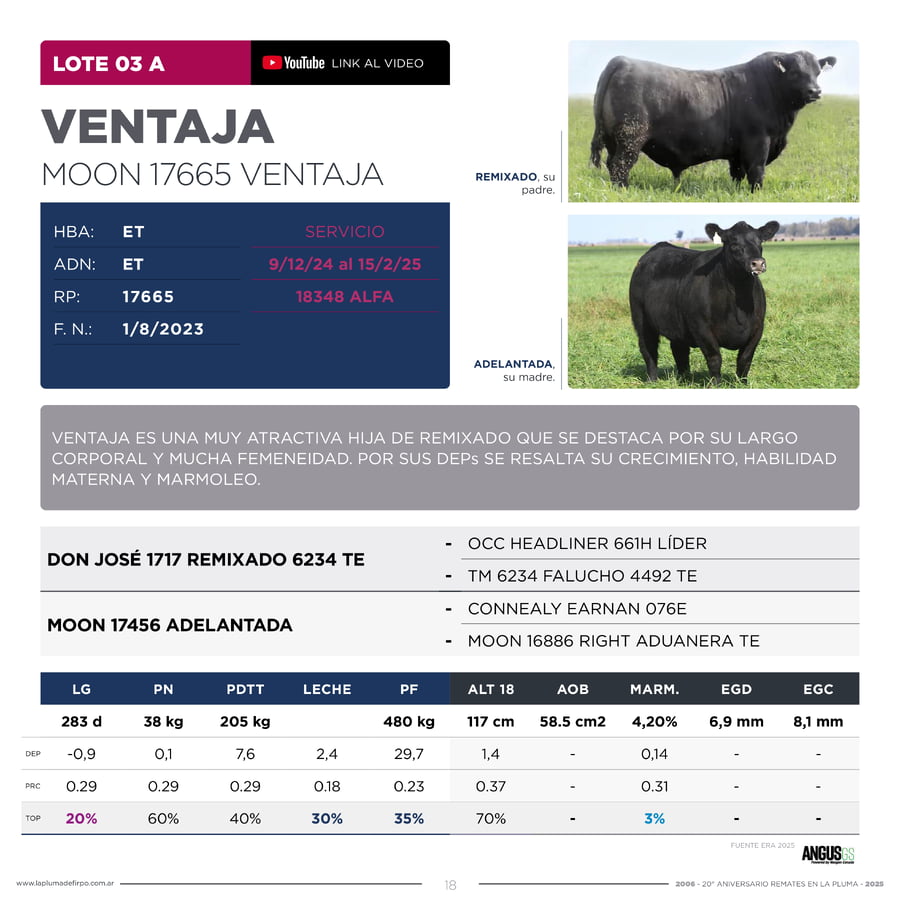 Lote RP 17665 y RP 17673 - VAQUILLONAS ELECCIÓN PP