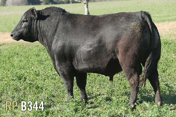 Lote 3 TOROS PUROS DE PEDIGREE