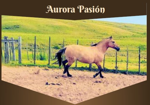 Lote Aurora Pasión