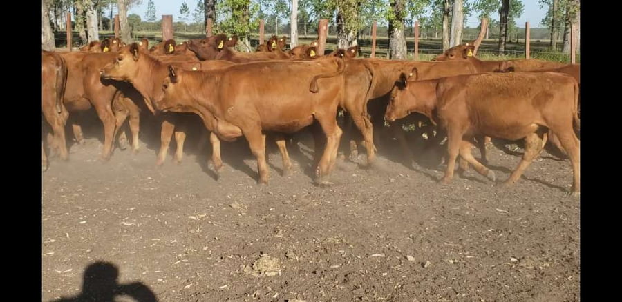 Lote 30 Terneras en Entre Ríos, Villaguay