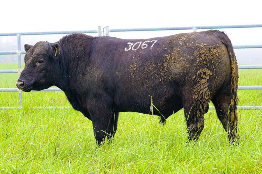 Lote ABERDEEN ANGUS SA - Angus NEGROS