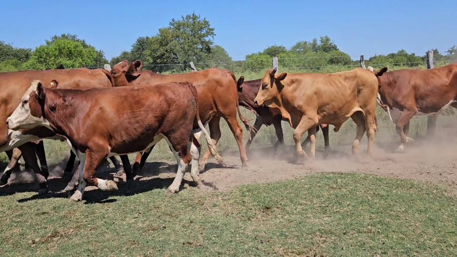 Lote 50 Novillos