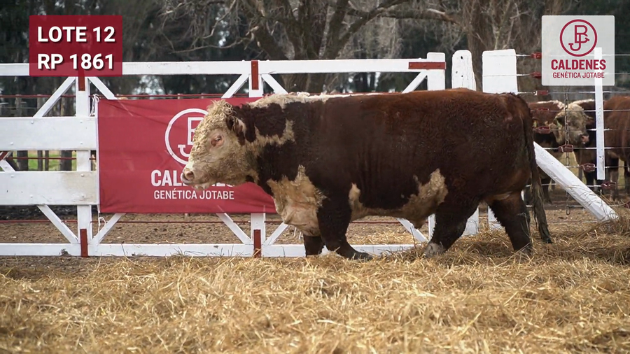 Lote Toro PR