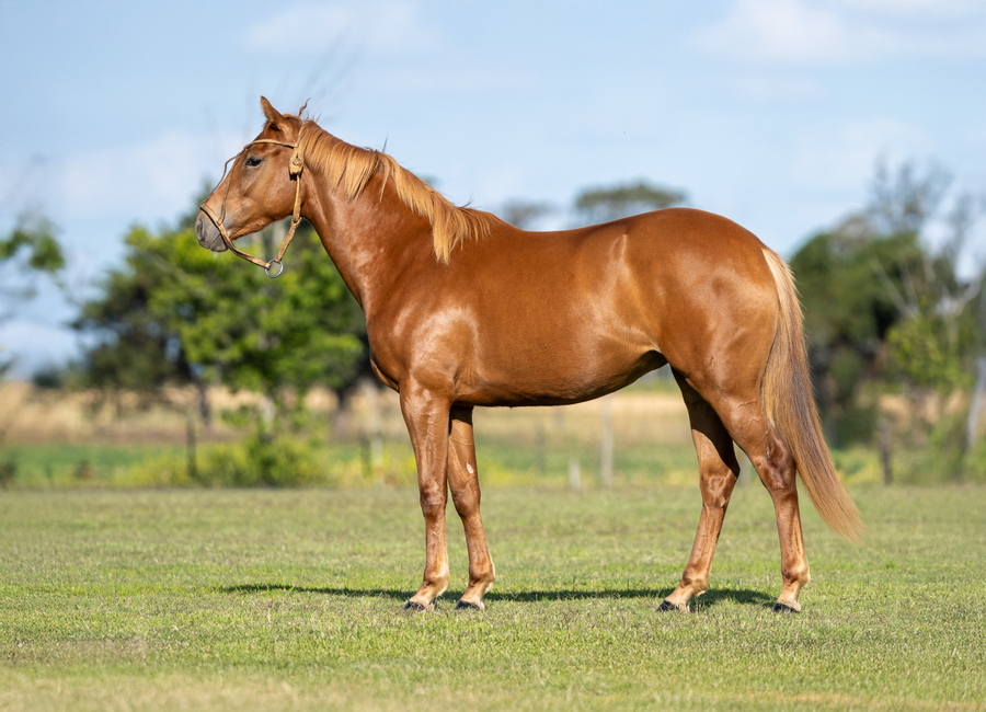 Lote DON ERCOLE MUELA