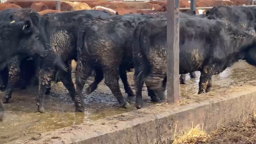 Lote 18 Vaquilla Gorda en Río Bueno, XIV Región Los Ríos