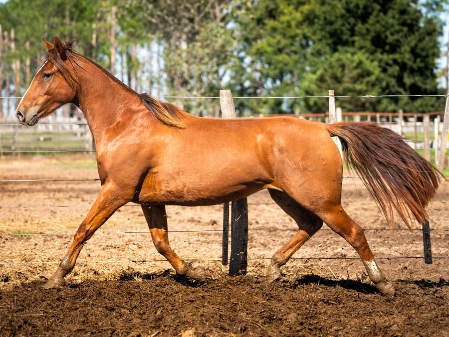 Lote CINCO-AR MOCITA GUAPA