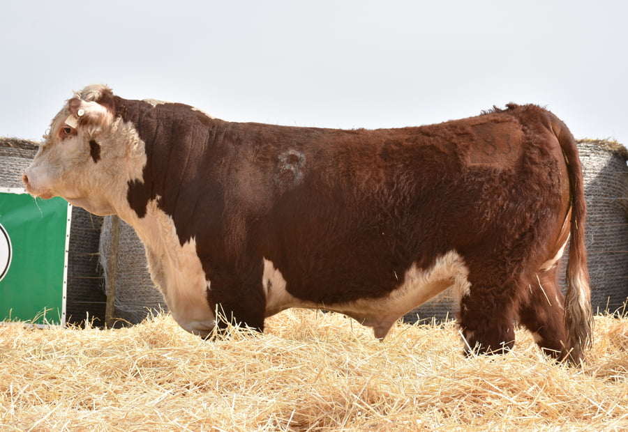Lote TOROS