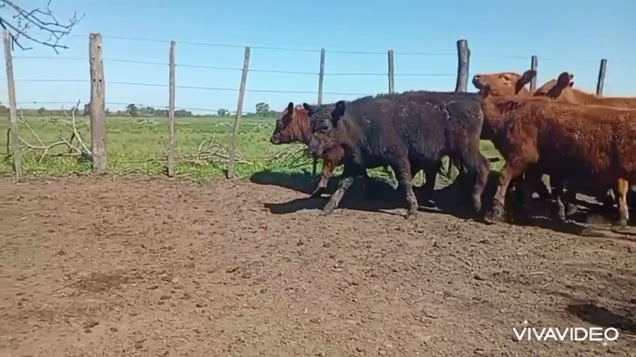 Lote 34 Terneros