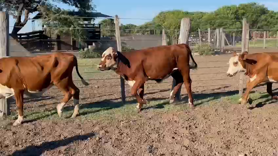 Lote 120 TERNERAS BRAFORD EN EL NOCHERO, SANTA FE