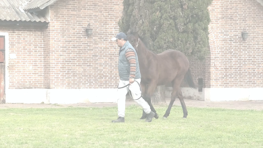 Lote BROMA (WINNING PRIZE -  BIOMA)