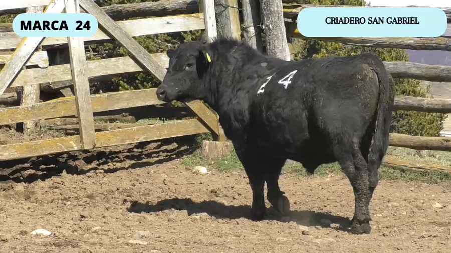 Lote 1 Toro en Coyhaique, XI Región Aysén