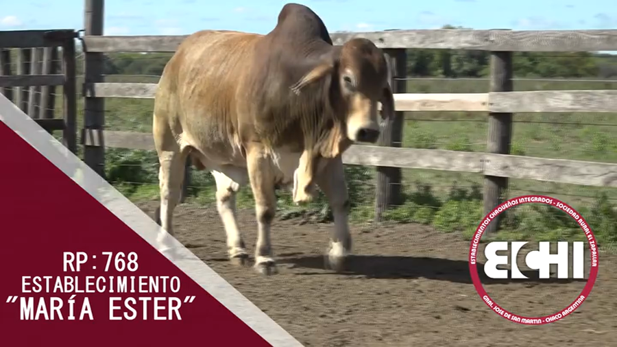 Lote TORO BRAHMAN CABAÑA MARIA ESTHER