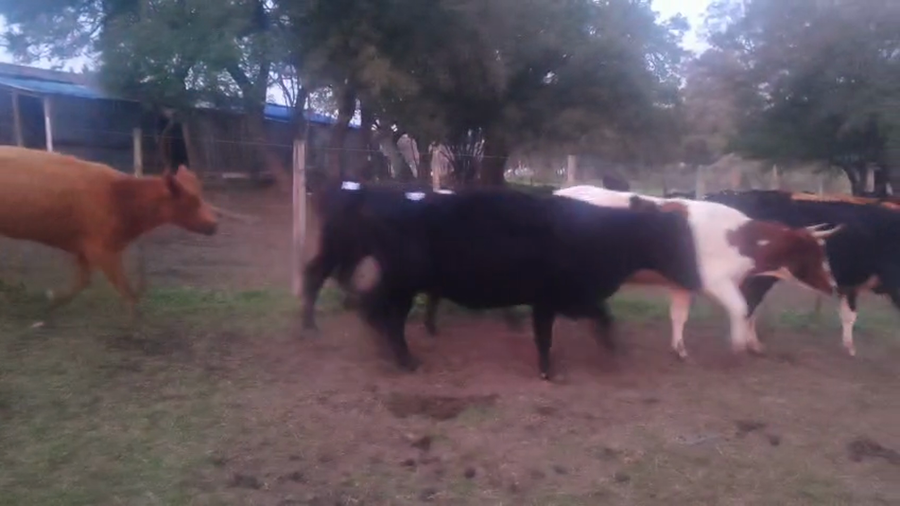 Lote 17 Vacas de Invernada