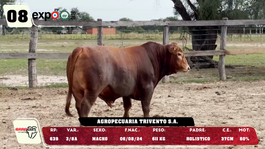 Lote LOTE 8