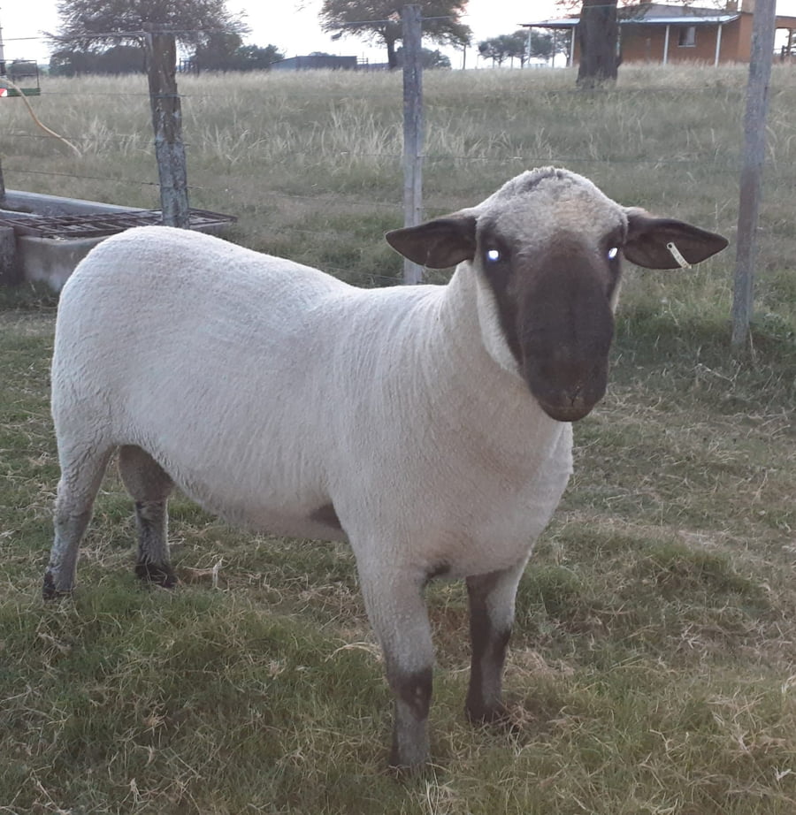 Lote 1 Carnero 2 dientes en Colonia