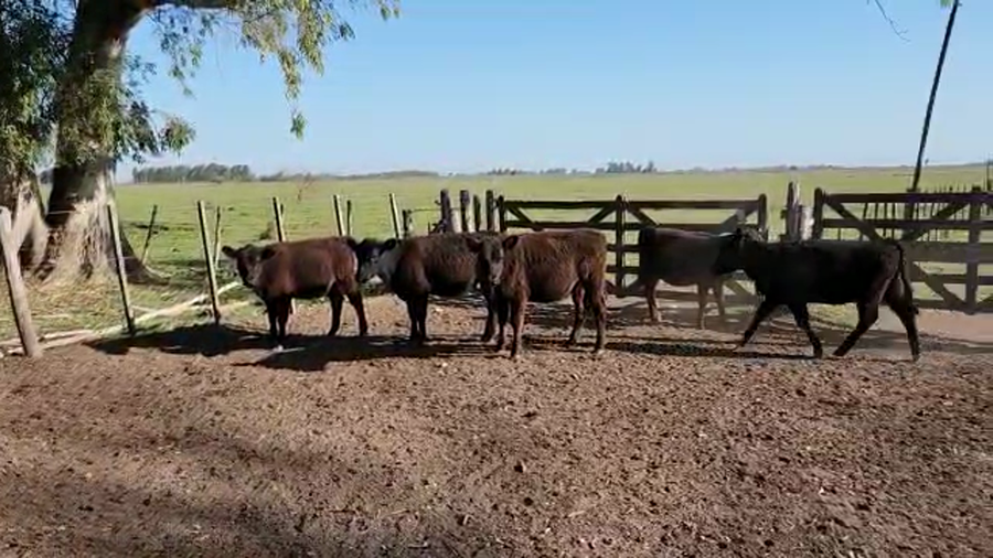 Lote 22 Terneras en Punta Indio, Buenos Aires