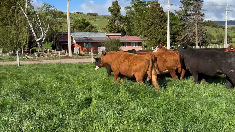 Lote 39 Vaquilla Engorda en Coyhaique, XI Región Aysén