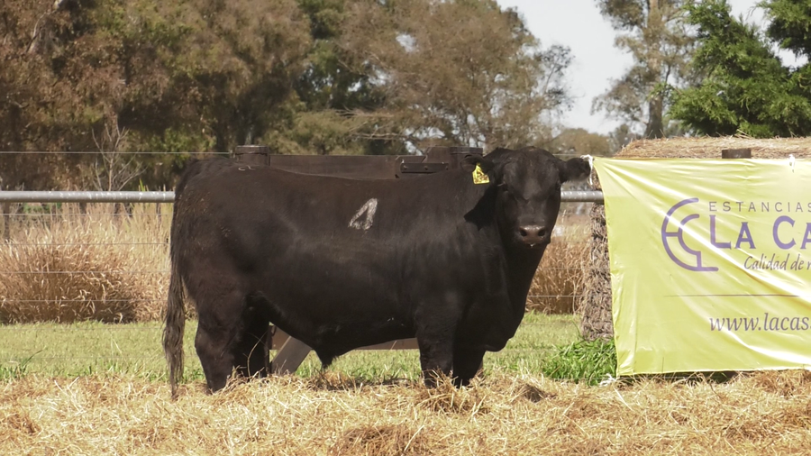 Lote TOROS ANGUS PURO CONTROLADO