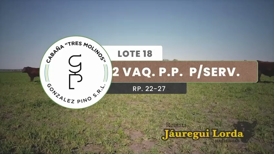 Lote 2 Vaquillonas PP