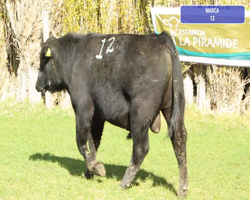 Lote 1 Toro en Río Ibáñez, XI Región Aysén