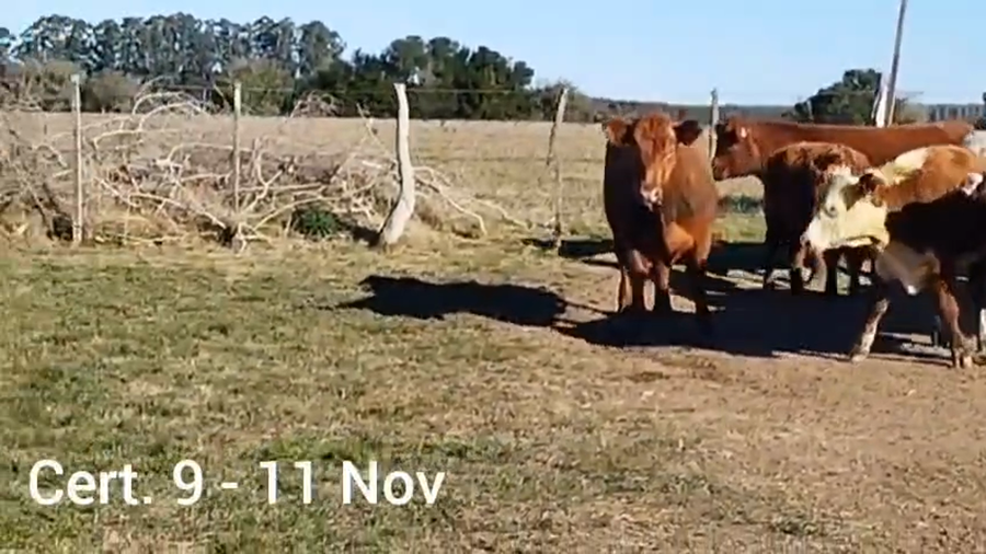 Lote NOVILLOS