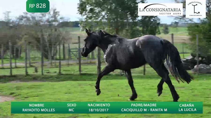 Lote RAYADITO MOLLES