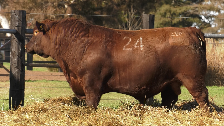 Lote TOROS ANGUS PURO CONTROLADO