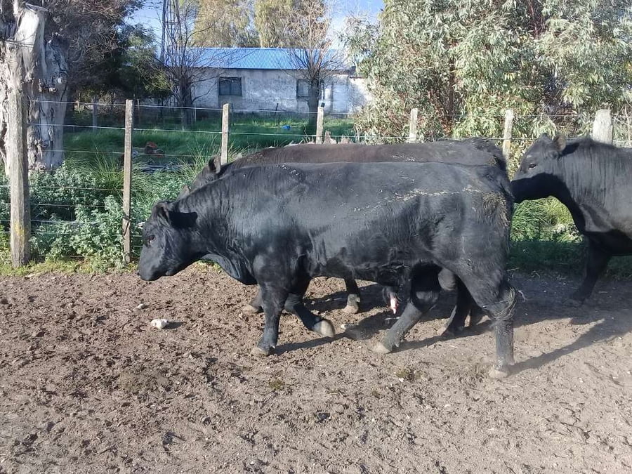 Lote 9 Toros reproductor en Benito Juárez, Buenos Aires