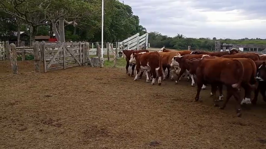 Lote 70 Terneros en Corrientes, Mercedes